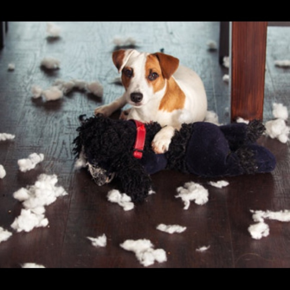 🎉Tearable Toybox for Dog Destruction 🐕 - Picture 4 of 6